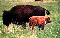 Attraction near Denver - Buffalo Herd 